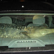 Image for article titled Burglary Suspect Caught With Six Foot Alligator Copilot